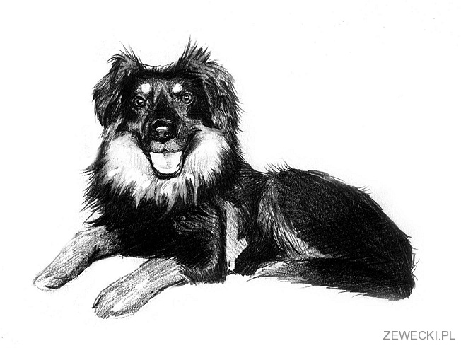 portret pieska ołówkiem portret psa